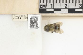 Media type: image;   Entomology 793387 Aspect: Labels
